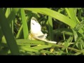 Orange tips mating