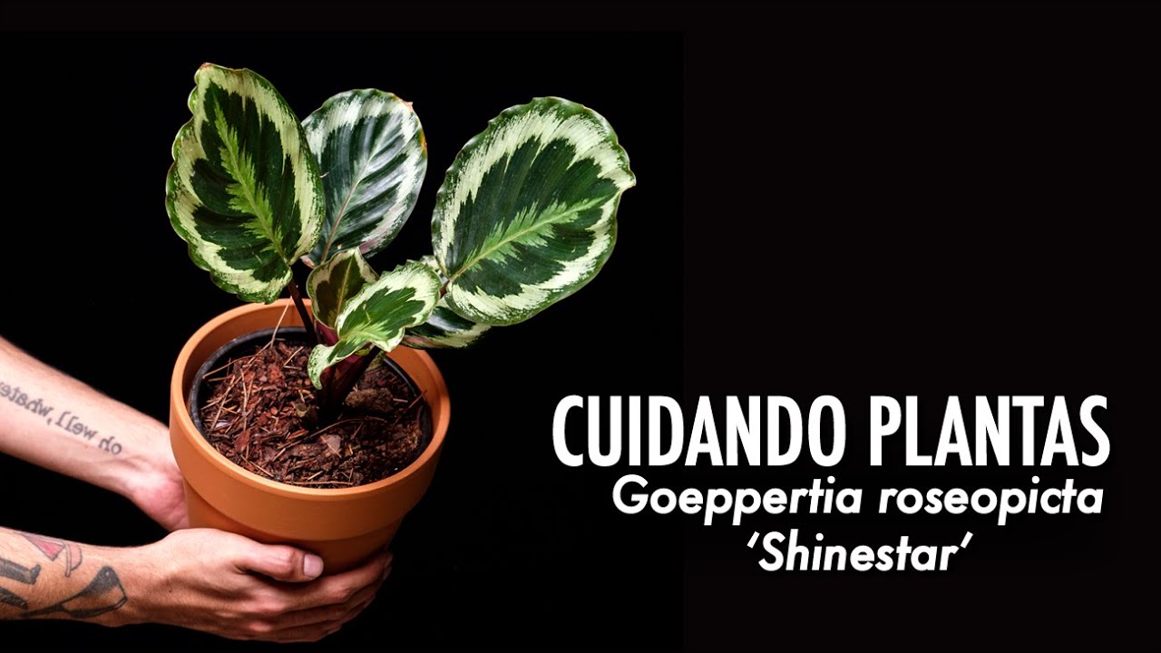 CUIDANDO PLANTAS: Goeppertia (Calathea) roseopicta 'Shinestar' TODO lo necesario para que triunfe 🙌🏻