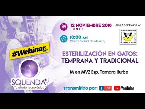 Esterilización En Gatos: Temprana Y Tradicional - MVZ Tamara Iturbe camera iphone 8 plus apk
