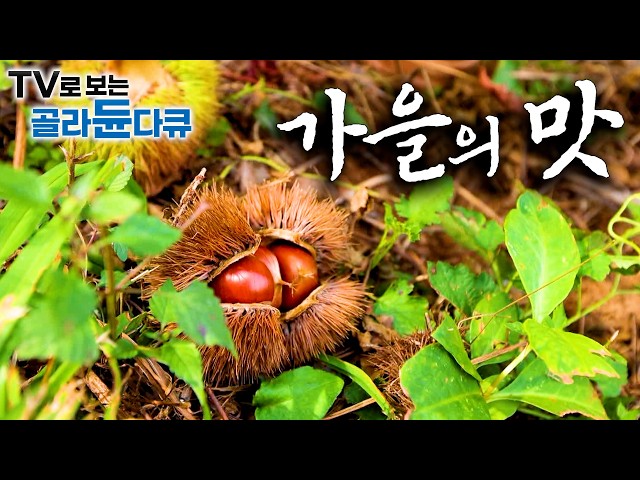 🍁가을 송이부터 3년 묵은 토종꿀까지. 천고마비의 계절, 가을 제철 재료로 차린 푸짐한 밥상🍁1시간 몰아보기|한국기행|#tv로보는골라듄다큐