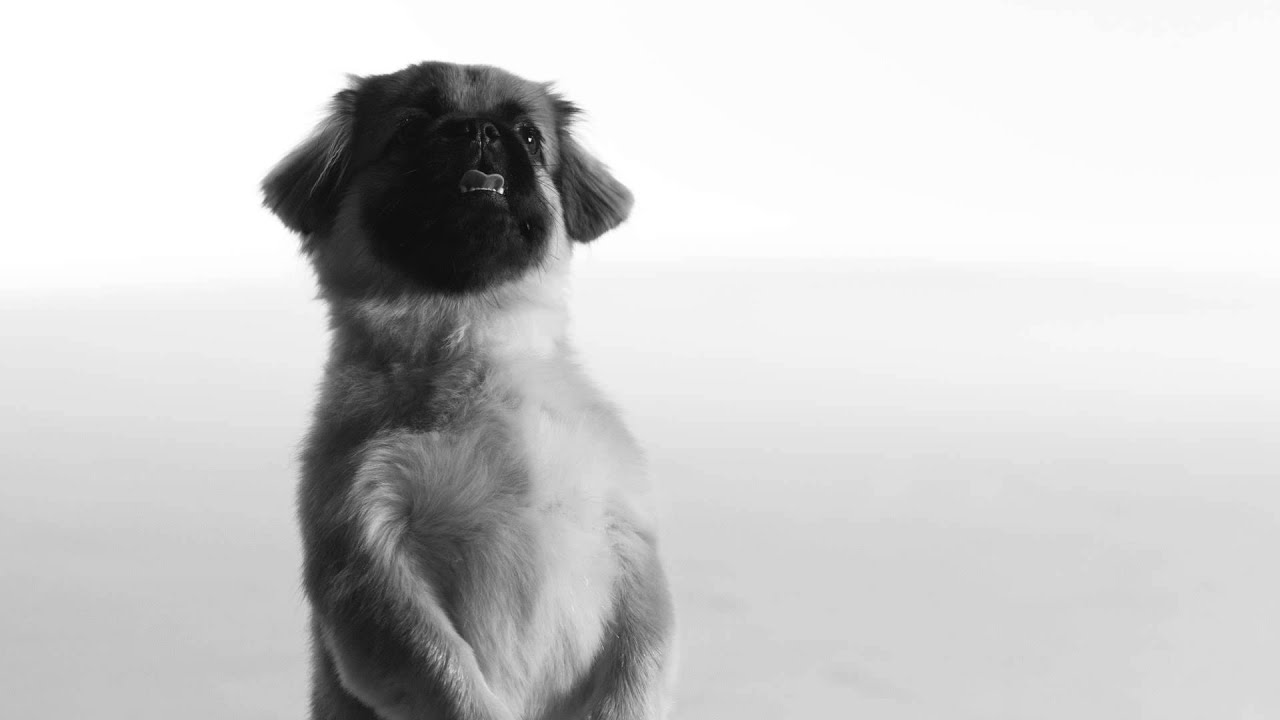 TIVOL - Gone to the Dogs Commercial 1