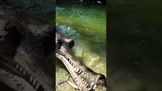 Alligator breakfast #shorts #alligator #crocodile #terrible