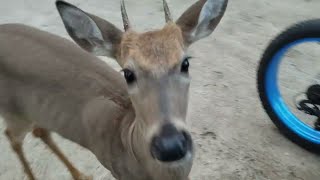 Extra Friendly Deer Plays With Pup || ViralHog