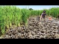 Unique Fishing Style Under Grass _ Amazing Boy Search & Catching Catfish Lot Of In Dry Mud Water