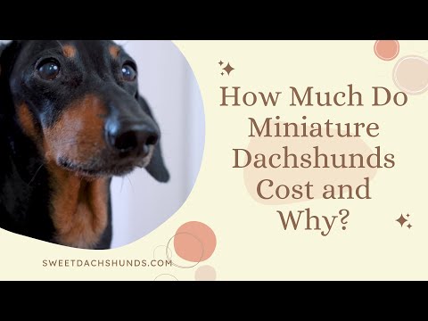 How Much Do Miniature Dachshunds Cost and Why