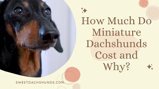 How Much Do Miniature Dachshunds Cost and Why