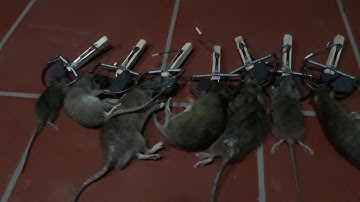 bẫy chuột hình bán nguyệt siêu hiệu quả. 0984521212