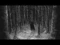 Paysage D&#39;Hiver - Im Wald (Full Album) Ambient / Atmospheric Black Metal