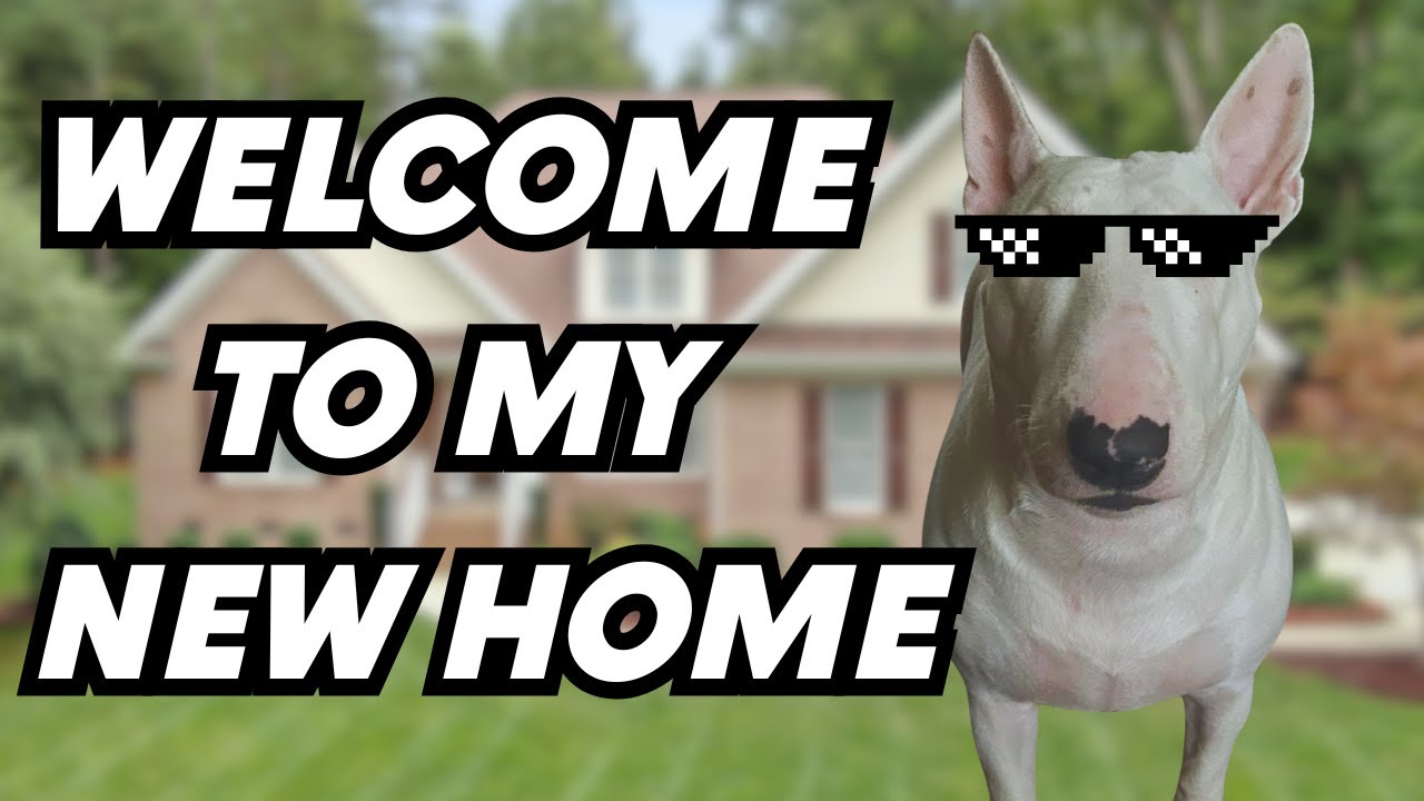 SHE HAS A NEW HOME!  Bull Terrier Vlog 2025 | Funny Dog Moments