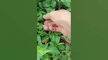 Picking Ripe Chilies 10 4 Enjoyrural Life Gardening Nature Rurallife Gardening Nature 