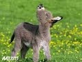 Donkey Sound صوت الحمار 