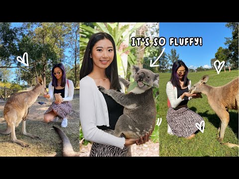 HOLDING A FLUFFY KOALA at Lone Pine Koala Sanctuary in Brisbane | Ticket Prices, What You'll See
