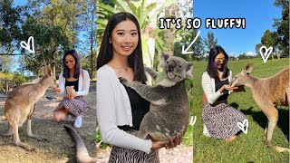HOLDING A FLUFFY KOALA at Lone Pine Koala Sanctuary in Brisbane | Ticket Prices, What You'll See