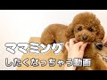 【セルフトリミング】おうちでママミング⌇今まで3本2,000円のハサミ使ってました⌇シルバーライン✂︎買ってみた！セルフカットのコツ　便利アイテム紹介　grooming