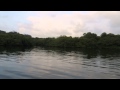 Tunnel de mangrove panamarina