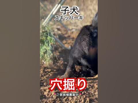 子犬の穴掘りのすべて