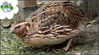 Quail Breeding, What to Look for in a Male