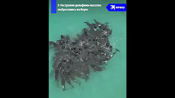 Массовая гибель дельфинов в Австралии