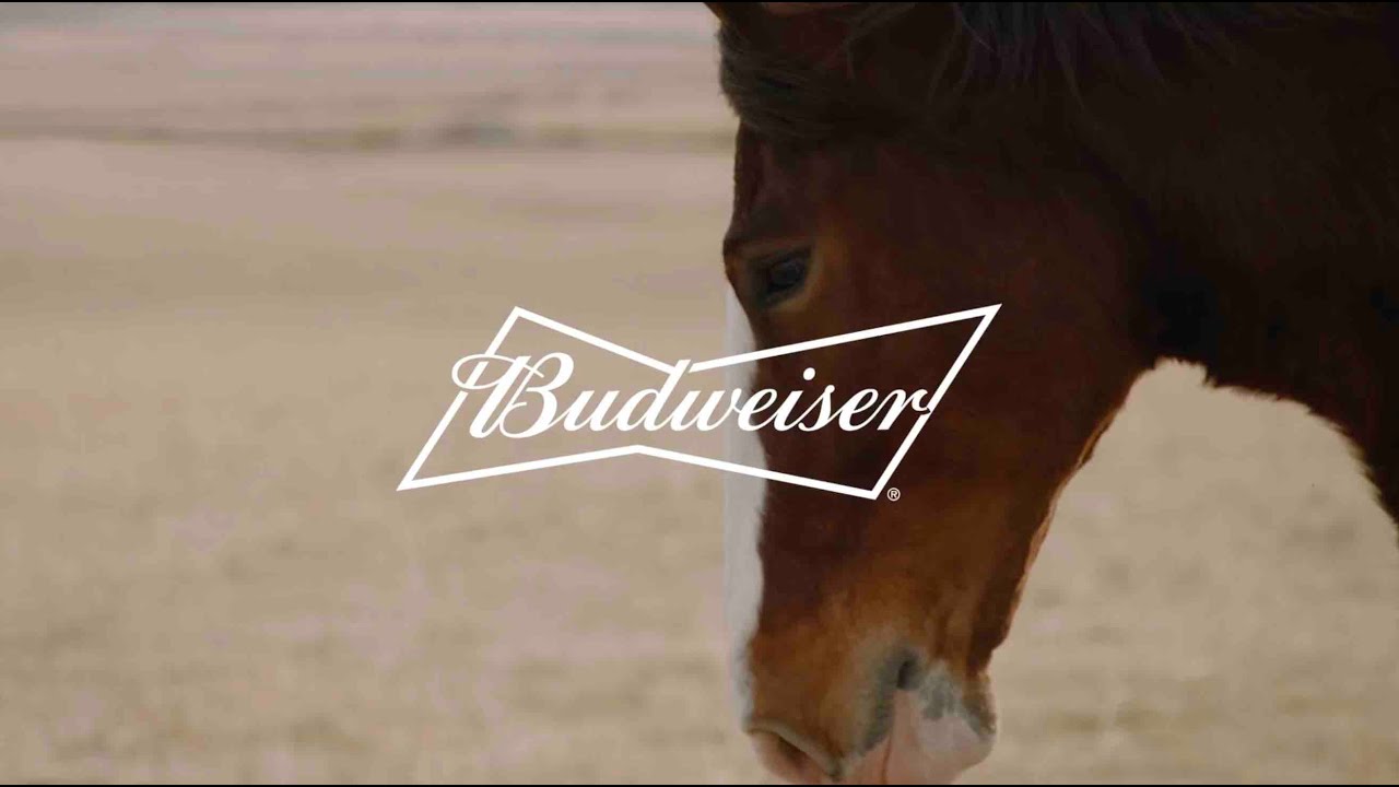 Budweiser A Clydesdale s Journey Super Bowl YouTube