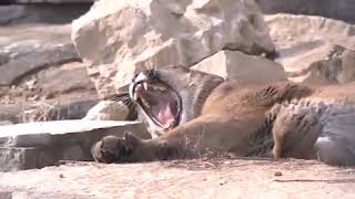 Increased cougar sightings 'a sign of a healthy environment,' expert says