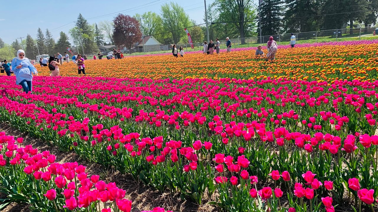 Tulip Garden in Canada Montreal , Laval কানাডার লাভালে টিউলিপ বাগান
