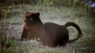 The Incredible Story Of How Leopard Diabolo Became Spirit Anna Breytenbach, Animal Communicator