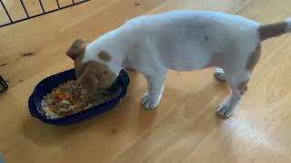 Jack Russell Puppy  What I Feed Angus for breakfast and tea