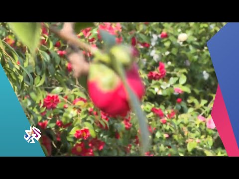 مزرعة فريدة لأزهار الكاميليا بفرنسا صباح النور