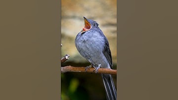 "The scariest birds sounds in the world" | Different Birds sound |#birds #facts #animals #shoebill