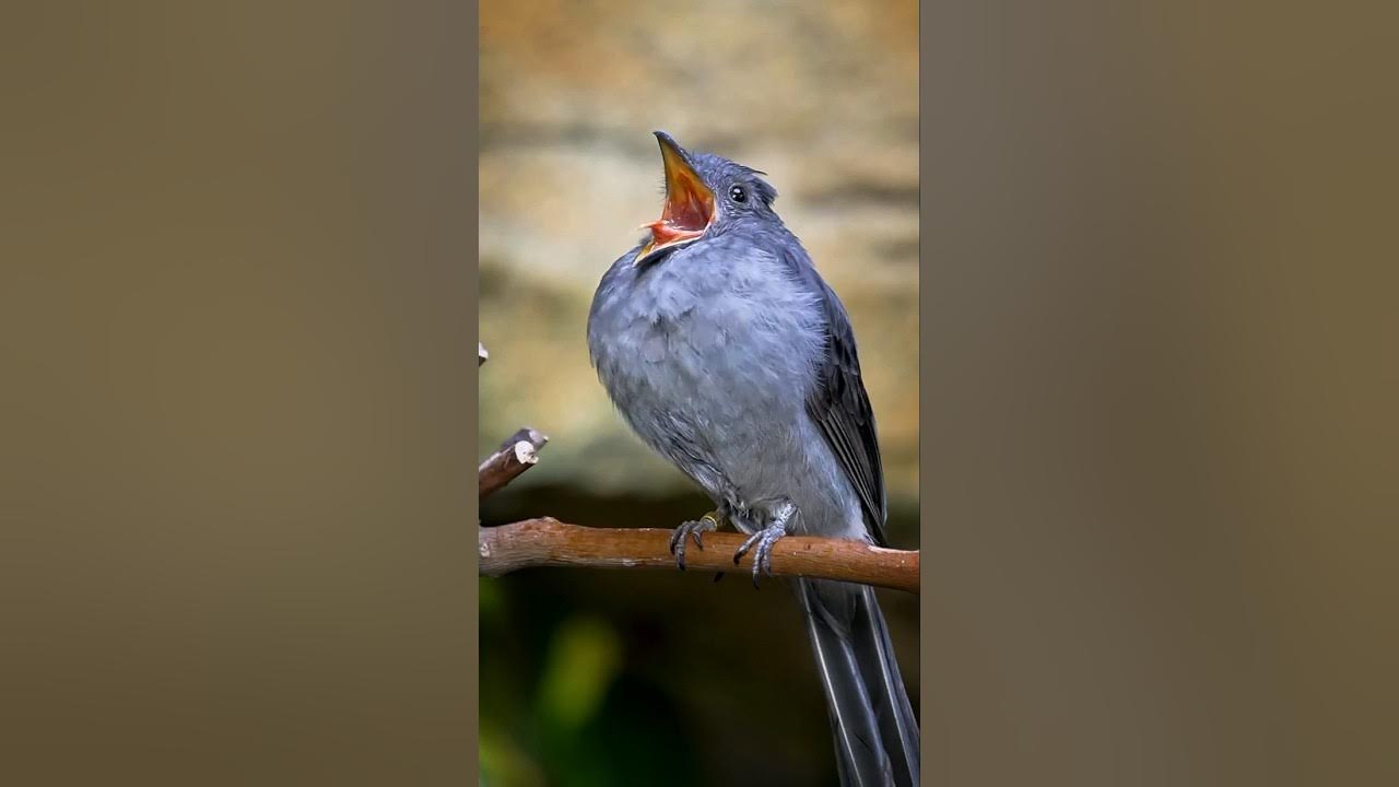 "The scariest birds sounds in the world" | Different Birds sound |#birds #facts #animals #shoebill "The scariest birds sounds in the world" | Different Birds sound |#birds #facts #animals #shoebill
