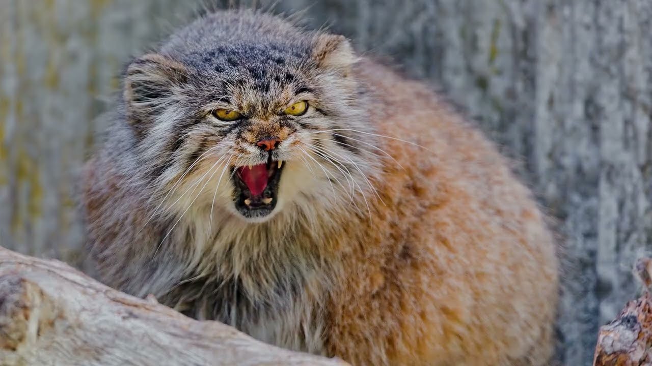 Куриные голени и грудка в аэрогриле