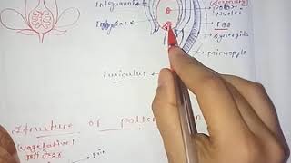Structure Of Ovul &Pollen Grain In Flowers
