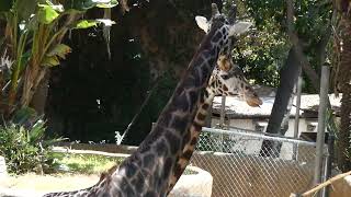 Maasai Giraffes Earth Day LA Zoo Los Angeles California April 22, 2026 Conservation Animals