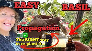 Propagating Basil TIPS How to Grow Free Unlimited Supply Indoors & in a Garden & Container Gardening