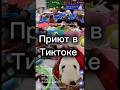 Тайский приют для кошек запустил стримы, чтобы пристроить питомцев и собрать деньги на их содержание