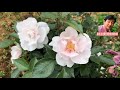 バラ園ガイドツアーpart3＜2020年5月12日撮影＞