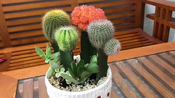 XƯƠNG RỒNG | chăm sóc cây xương rồng cảnh, khi chăm sóc cần chú ý một số yếu tố sau