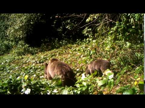 დათვების ოჯახი ბაწარა ბაბანეურის დაცულ ტერიტორიებზე | Batsara-Babaneuri Protected Areas