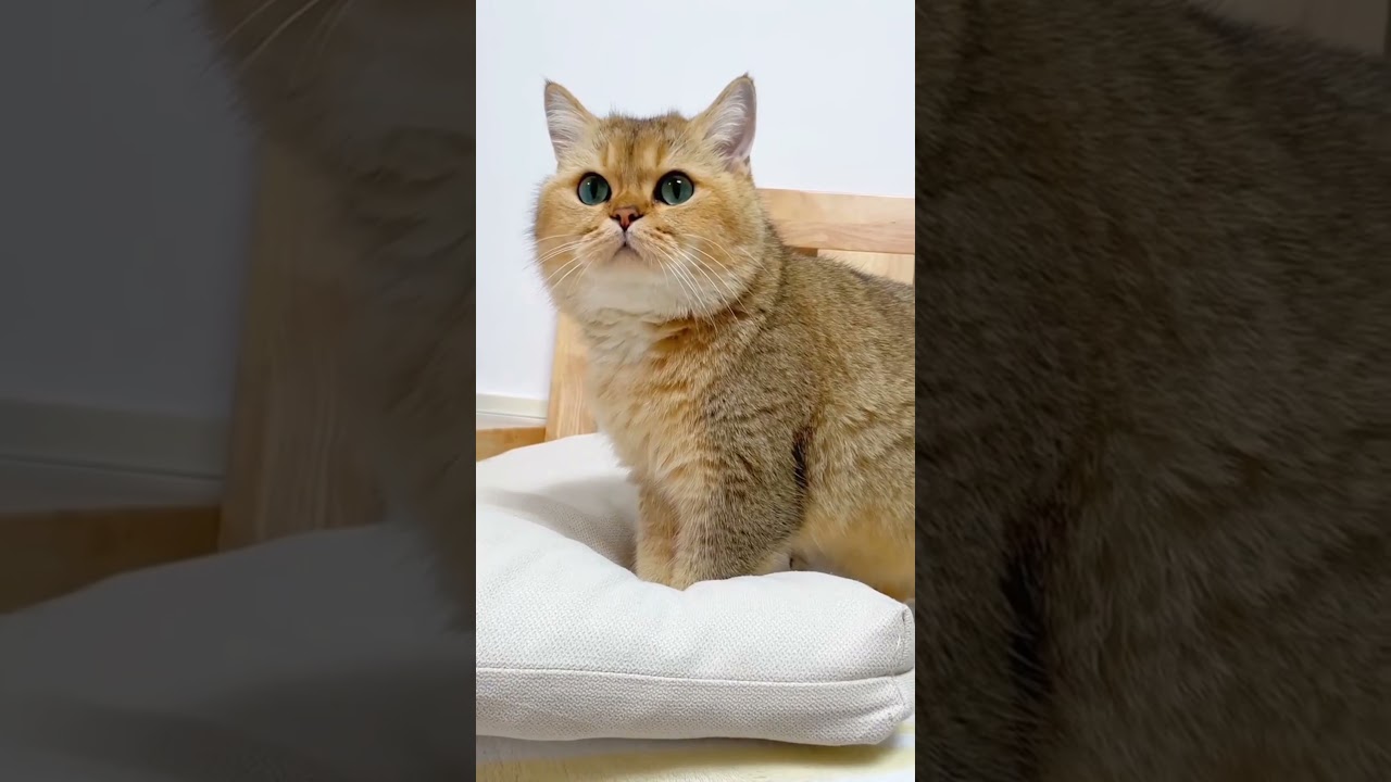 cat silently protecting you 🤗🐾🥰# catfact