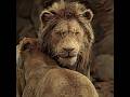 рџ Ћ Simba Has Returned And He Wants To Protect His Family рџ Edit Film Shorts рџ Ћ Simba Has Returned And He Wants To Protect His Family рџ Edit Film Shorts