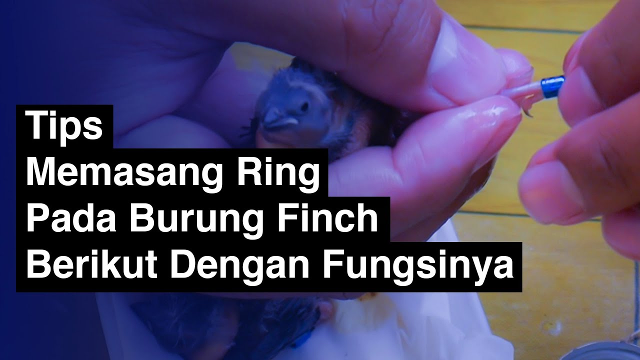 960 Koleksi Gambar Kaki Unggas Dan Fungsinya Gratis Terbaru