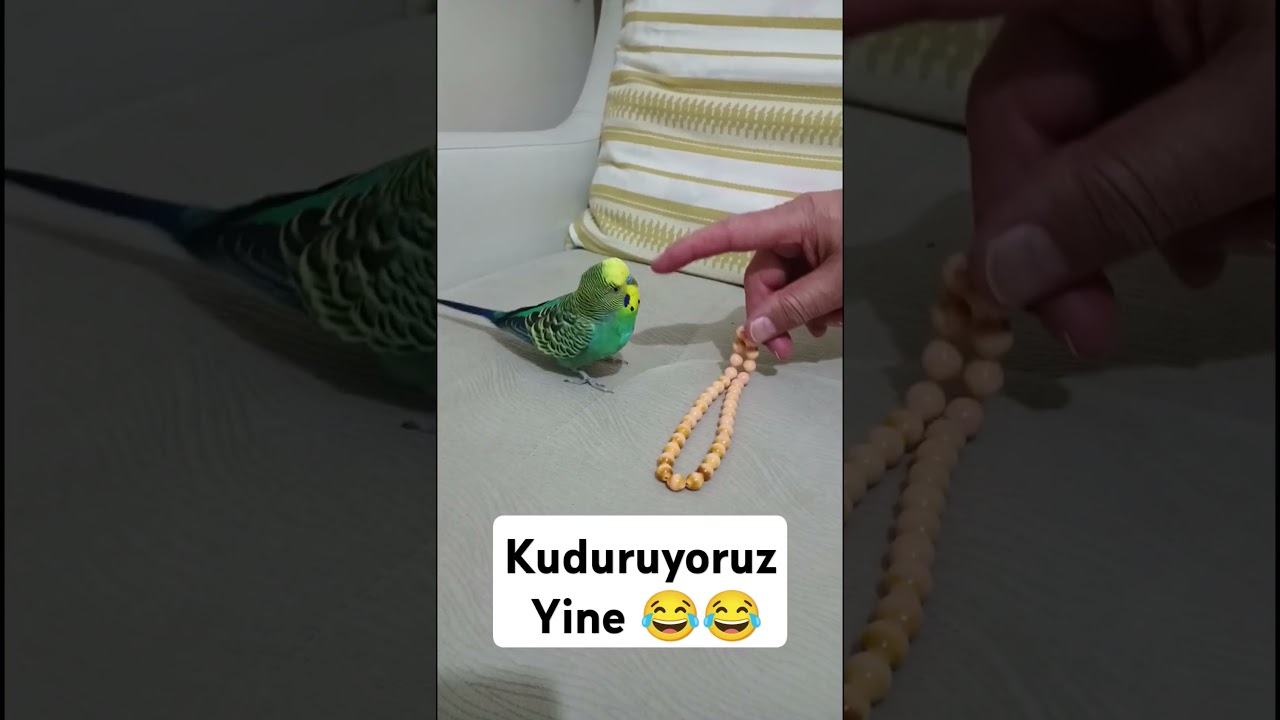 Kuduruk 😂 #muhabbetkuşufıstık #muhabbetkuşu #muhabbetkuslari #birds #blackfacebudgie #cuddlychickade