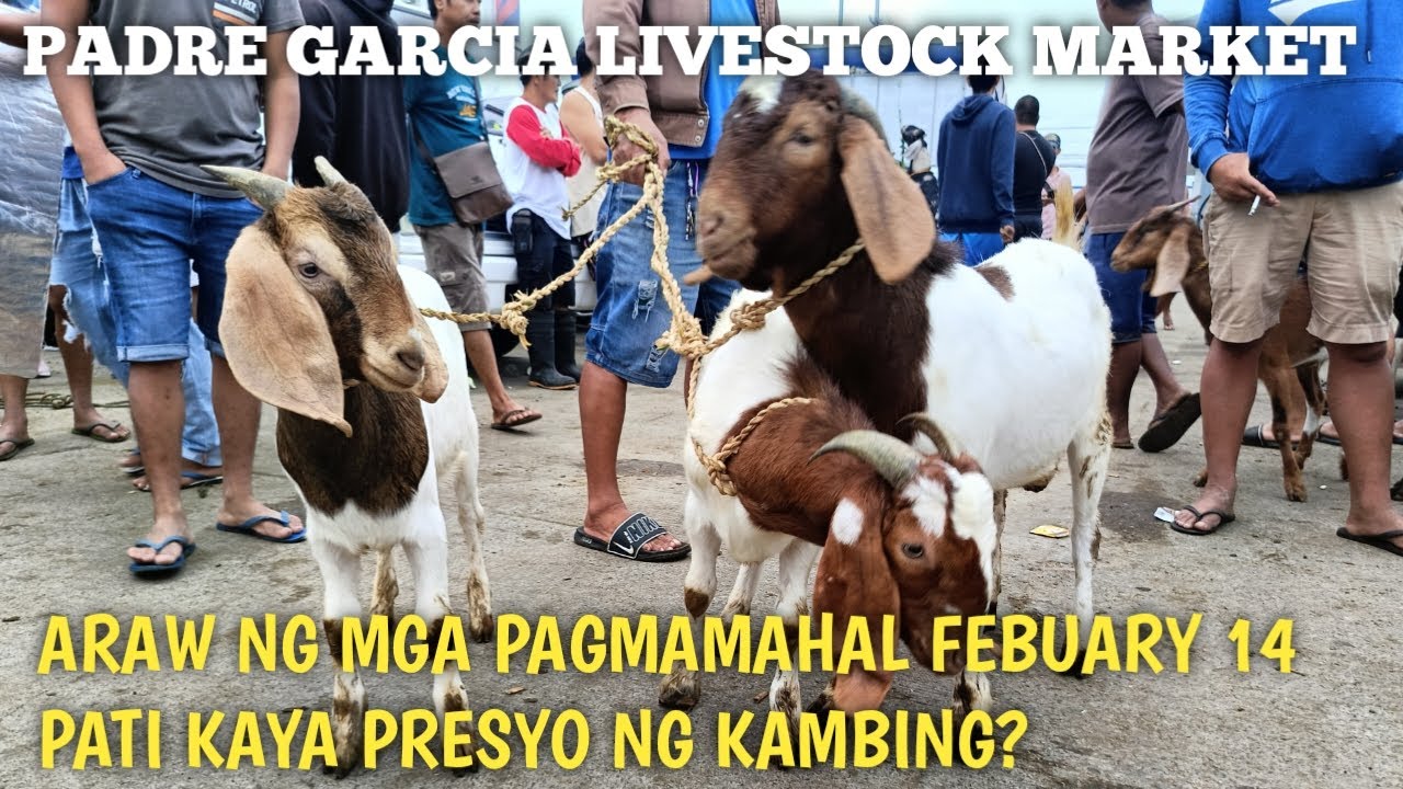 Ang Daming Kambing na Dumating!!Padre Garcia Batangas