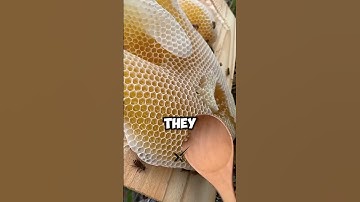 Did You know why beehives are hexagonal? #explained  #shorts