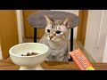 ちゅーるよりカリカリを選ぶ猫