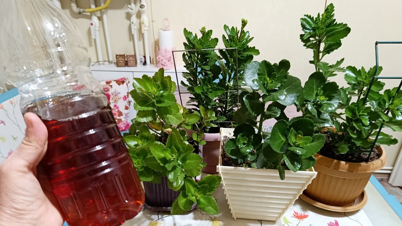 Tam bir çiçek açtıran kür 💯 kalanşolar hemen çiçek açmaya başladı 💯