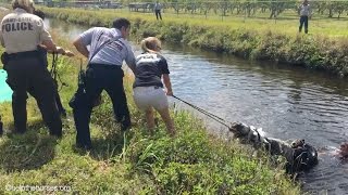 Horse Rescued from Canal - APR 24 2016