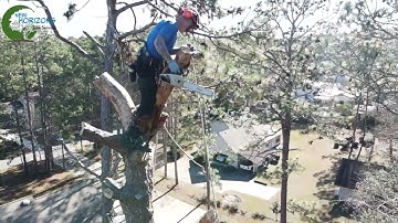 Taking down a Pine Tree - Drone View