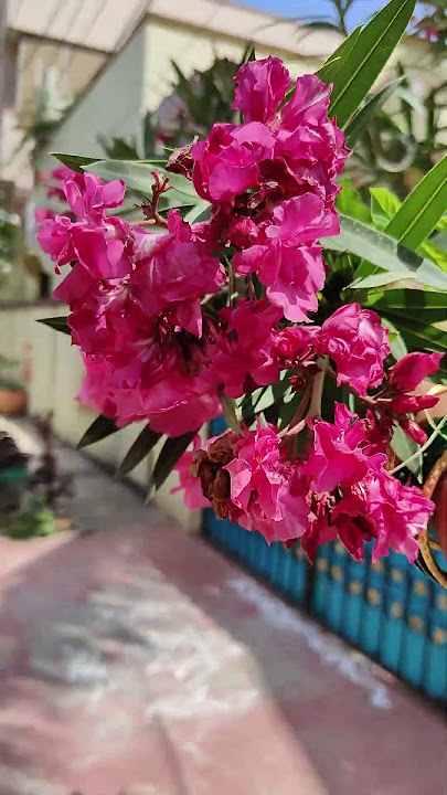 organic plant, and flowers