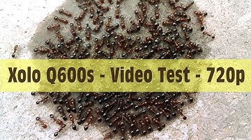 Xolo Q600s | Video Test Sample | HD 720p | Ants | Macro